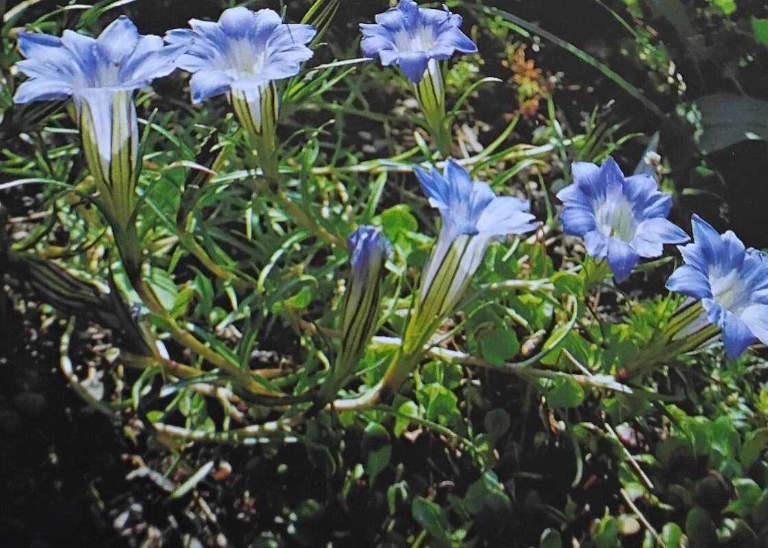 Gentiana lawrencei — houseplant care guide