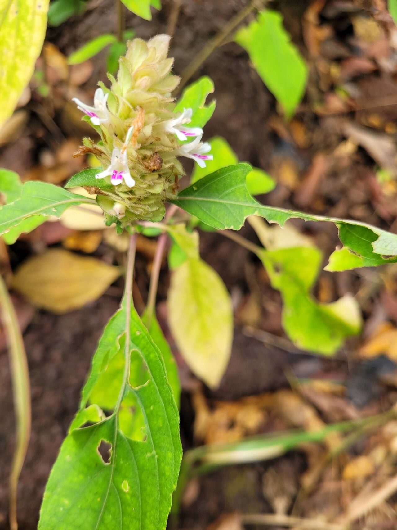 Phaulopsis barteri — related species from the same genus