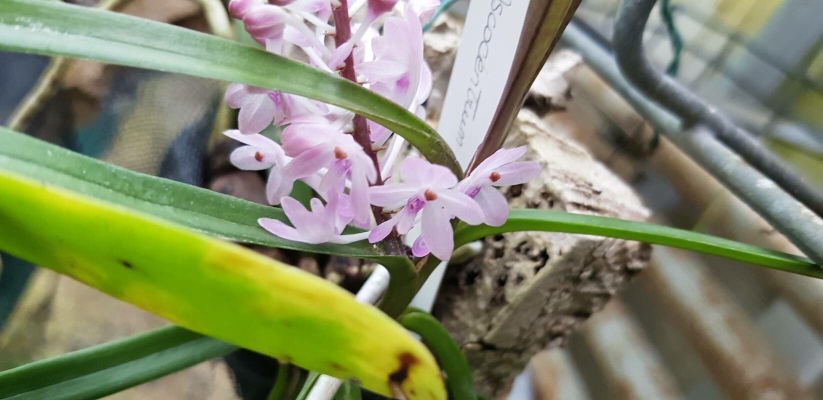 Vanda christensoniana flower