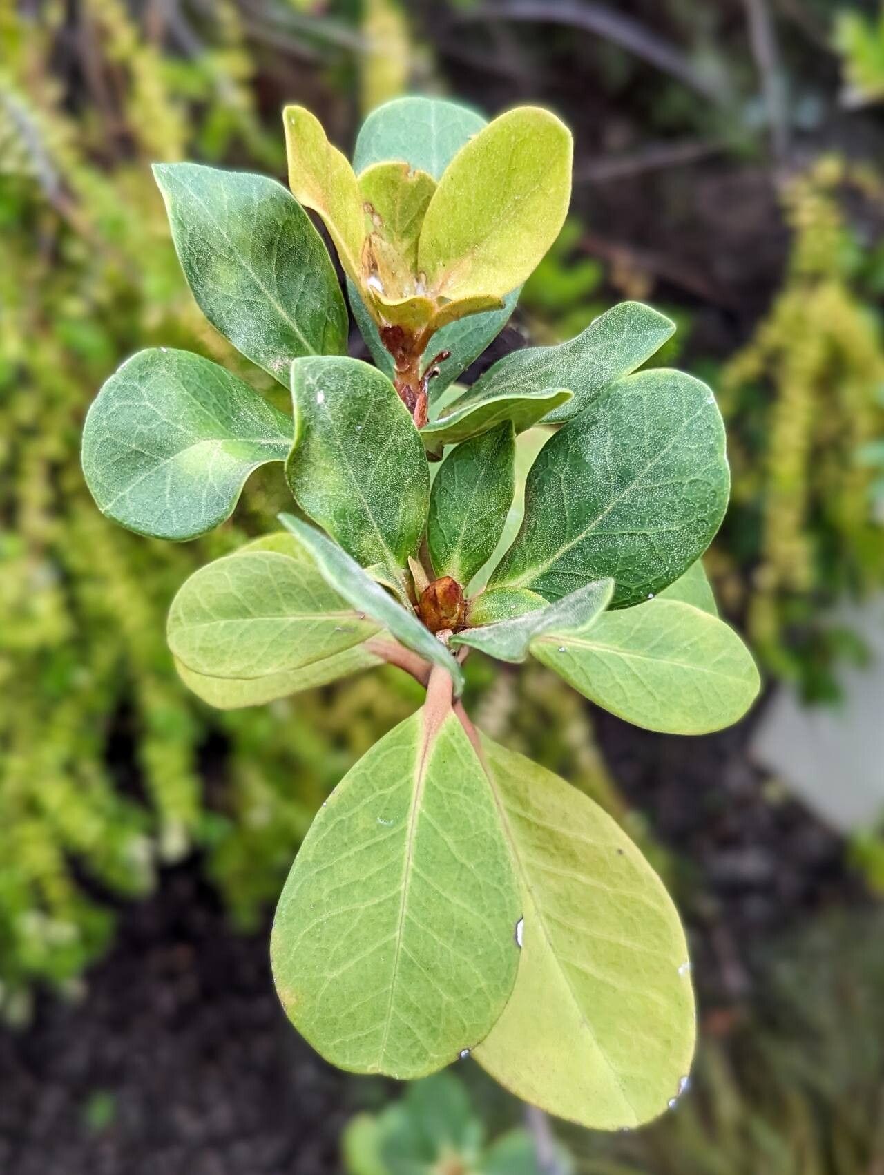 Rhododendron cruttwellii leaf