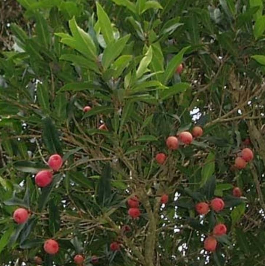 Syzygium ingens — houseplant care guide