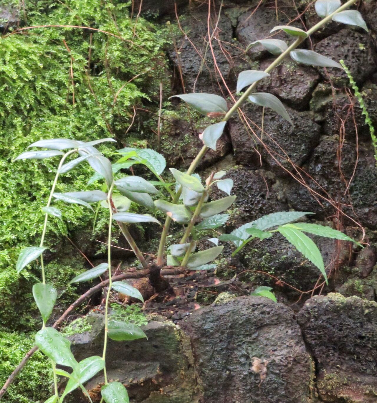 Ceratostema callistum habit