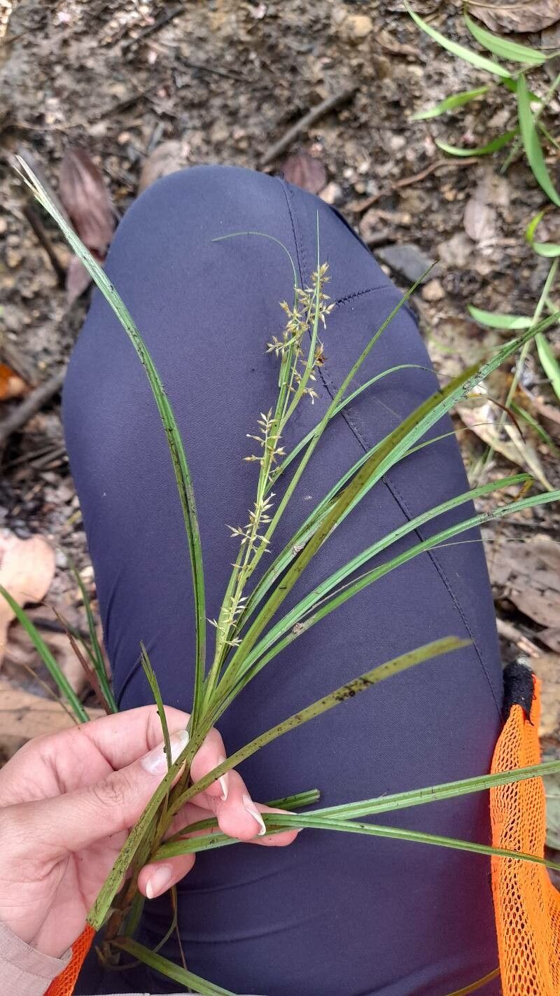 Rhynchospora polyphylla flower