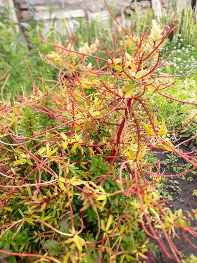 Peperomia inaequalifolia flower
