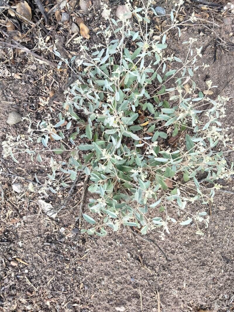 Croton dioicus — search result for 'Euphorbiaceae'