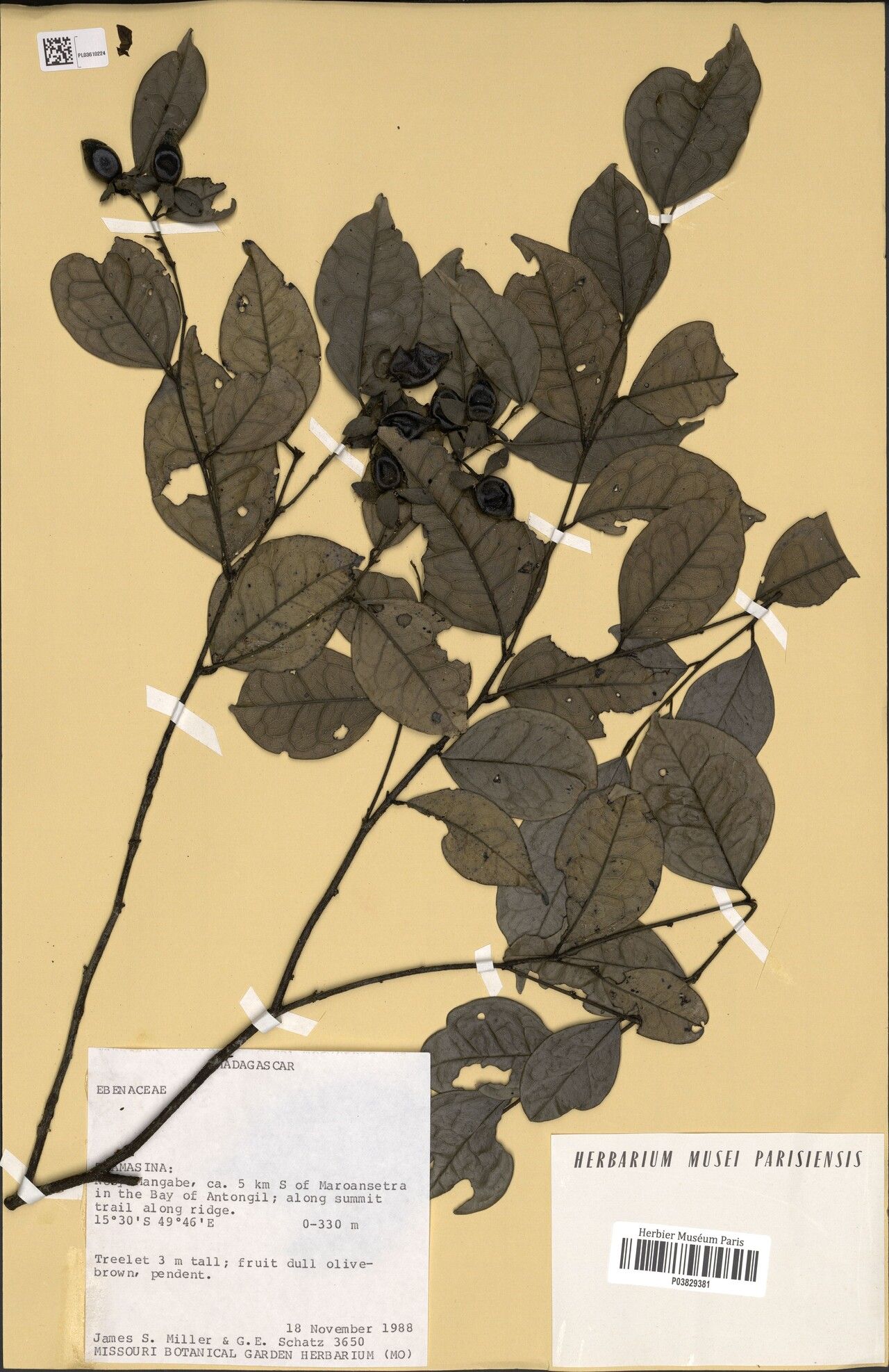 Diospyros subbullata — houseplant care guide