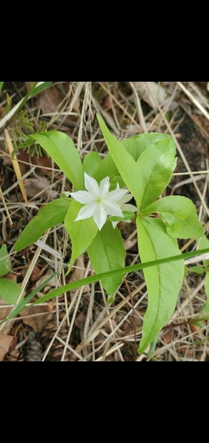 Trientalis europaea flower