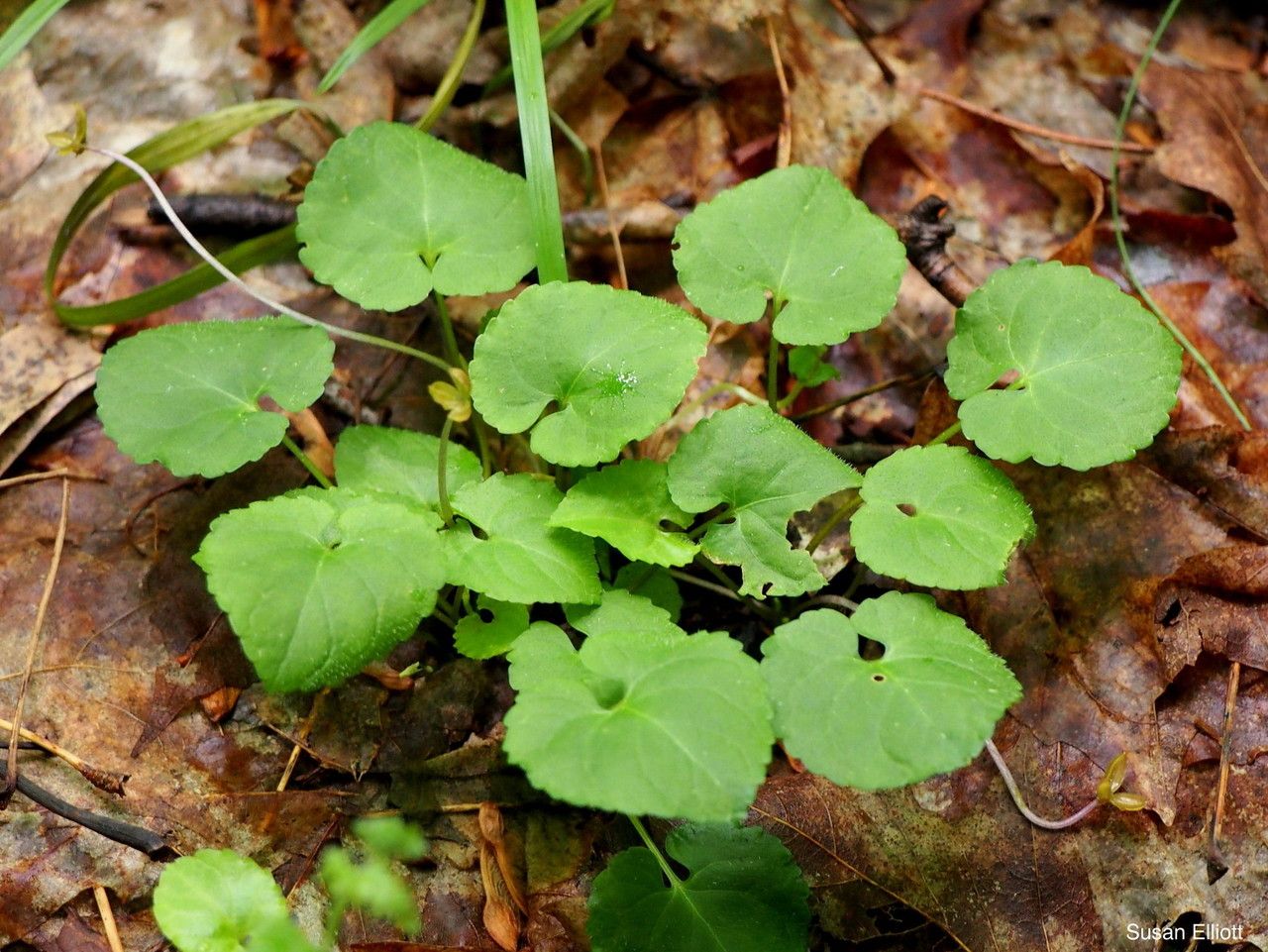 Viola selkirkii habit