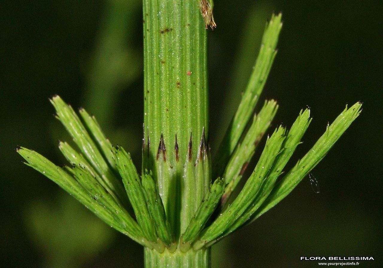 Equisetum pratense bark