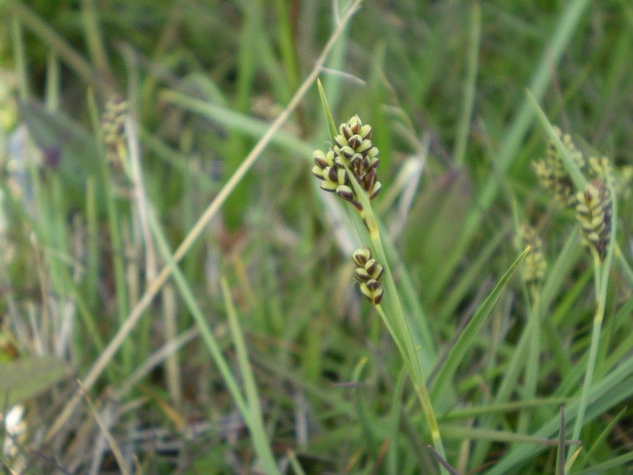 Carex bicolor fruit