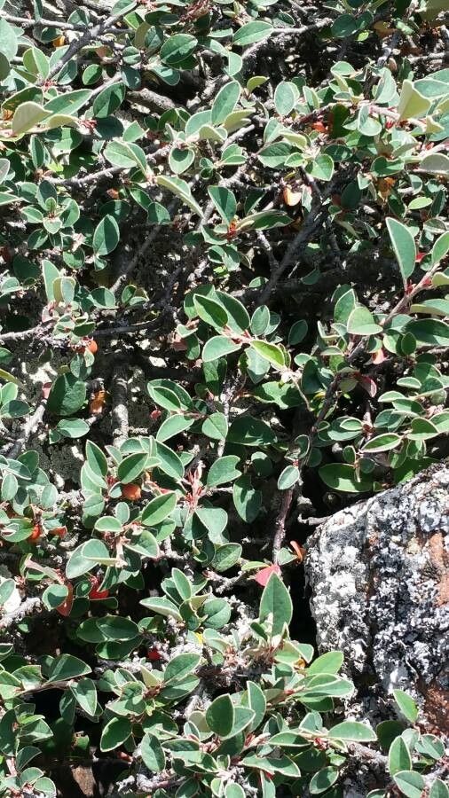 Cotoneaster pyrenaicus — houseplant care guide