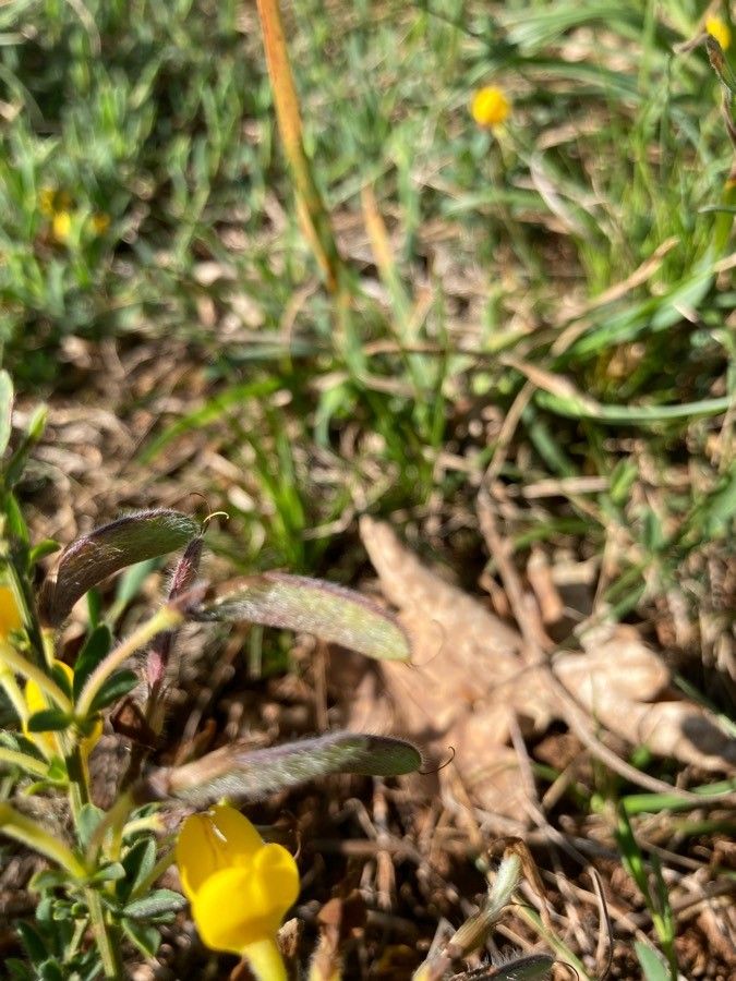 Cytisus decumbens fruit