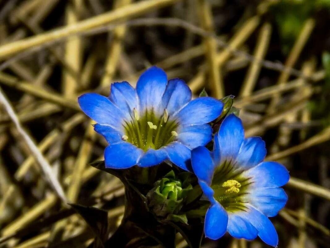 Gentiana squarrosa flower