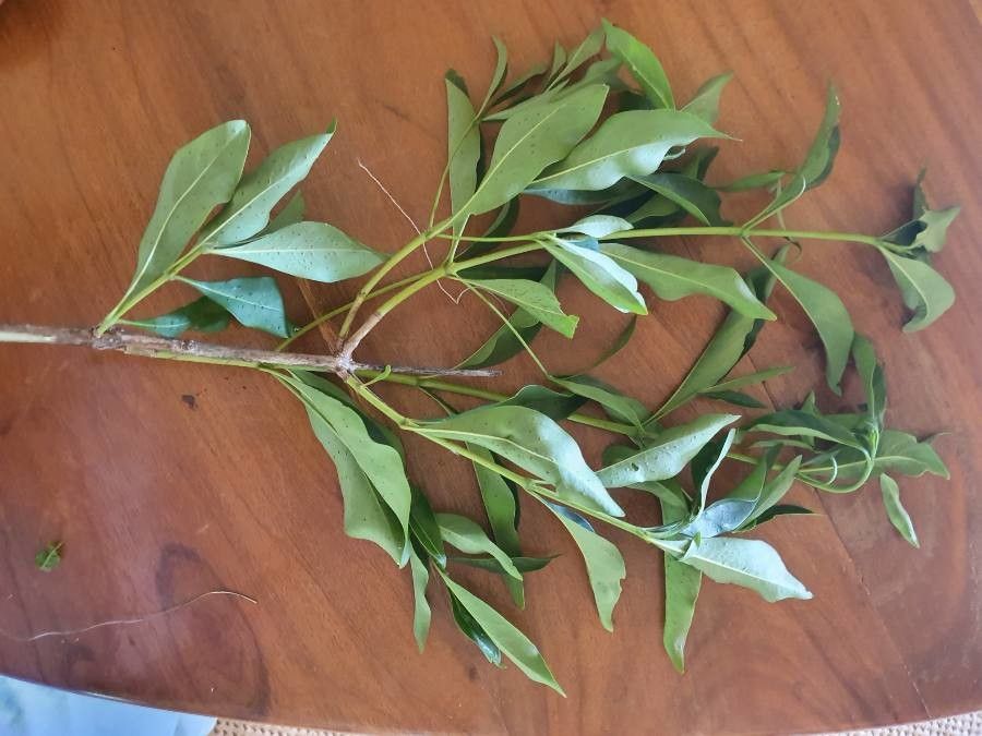 Coptosperma graveolens — houseplant care guide