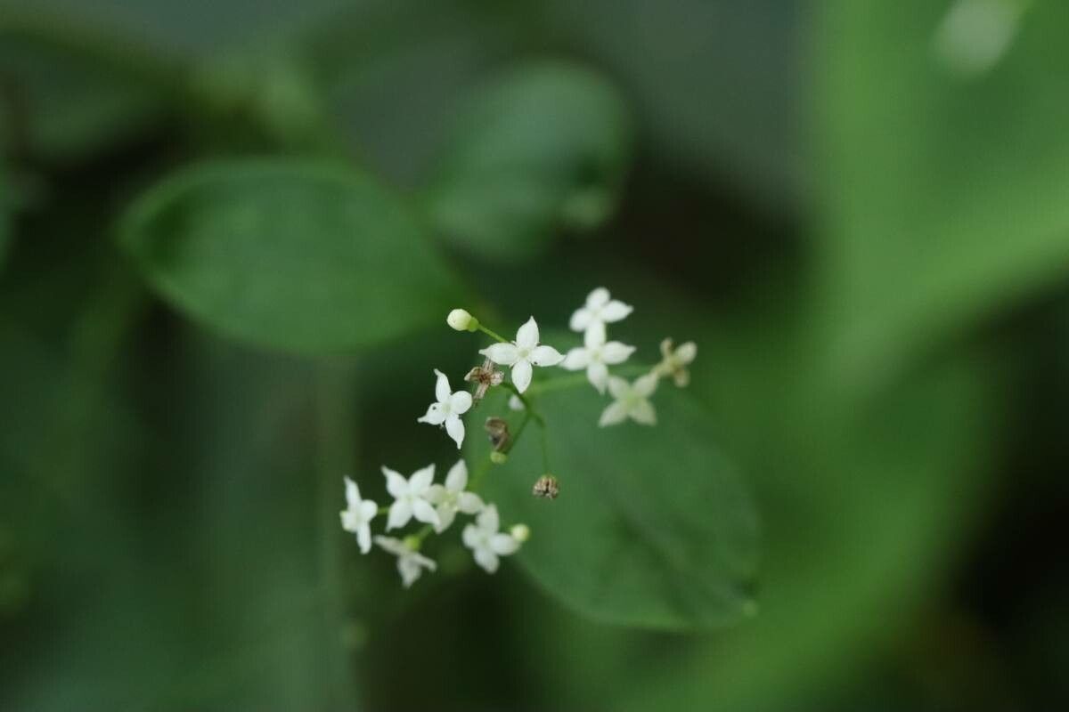 Galium kinuta — houseplant care guide