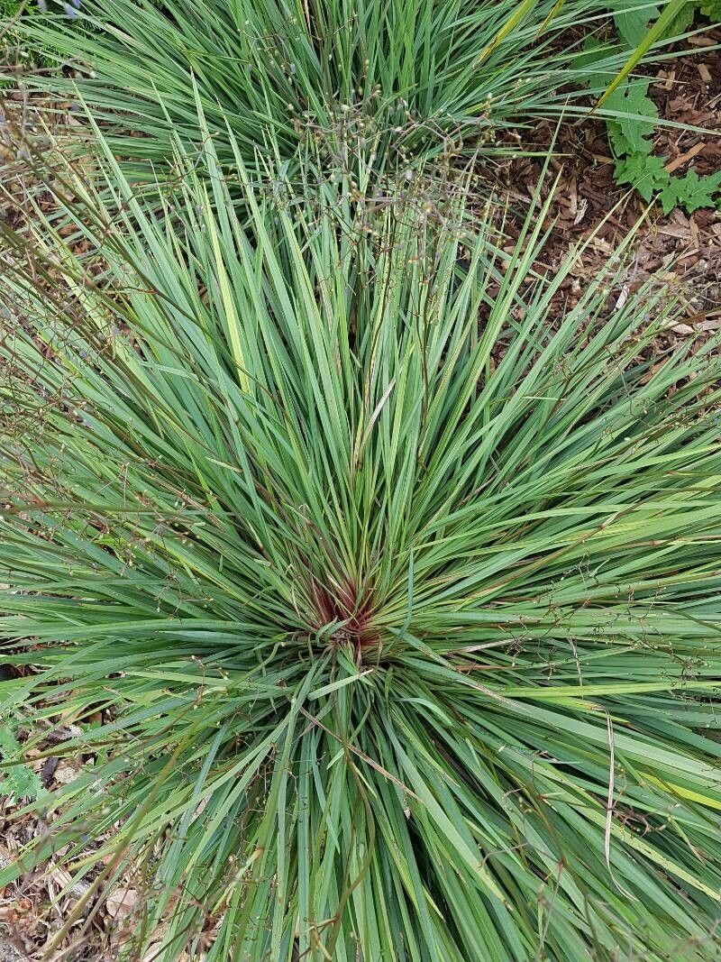 Dianella revoluta leaf