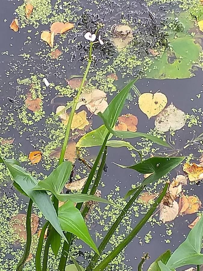 Sagittaria sagittifolia flower
