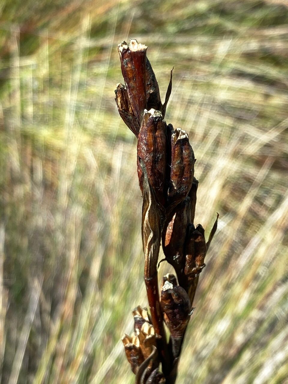 Orthrosanthus chimboracensis fruit