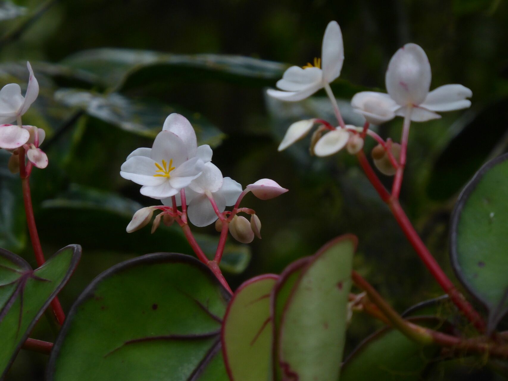 Begonia subalpestris flower
