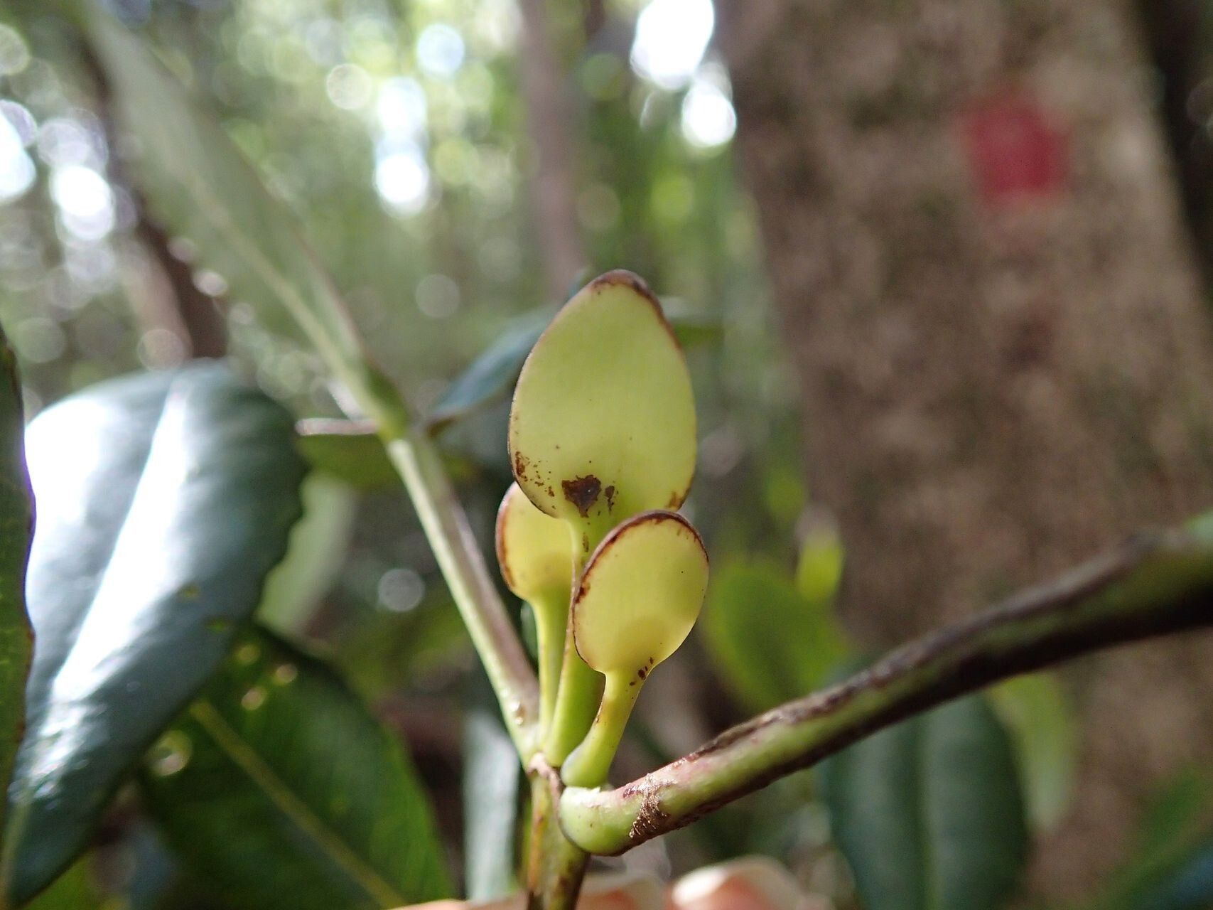 Cunonia vieillardii fruit