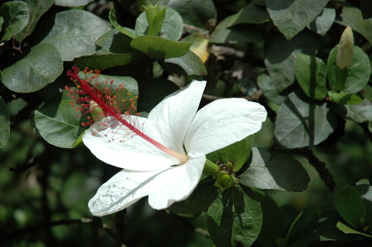 Hibiscus arnottianus flower