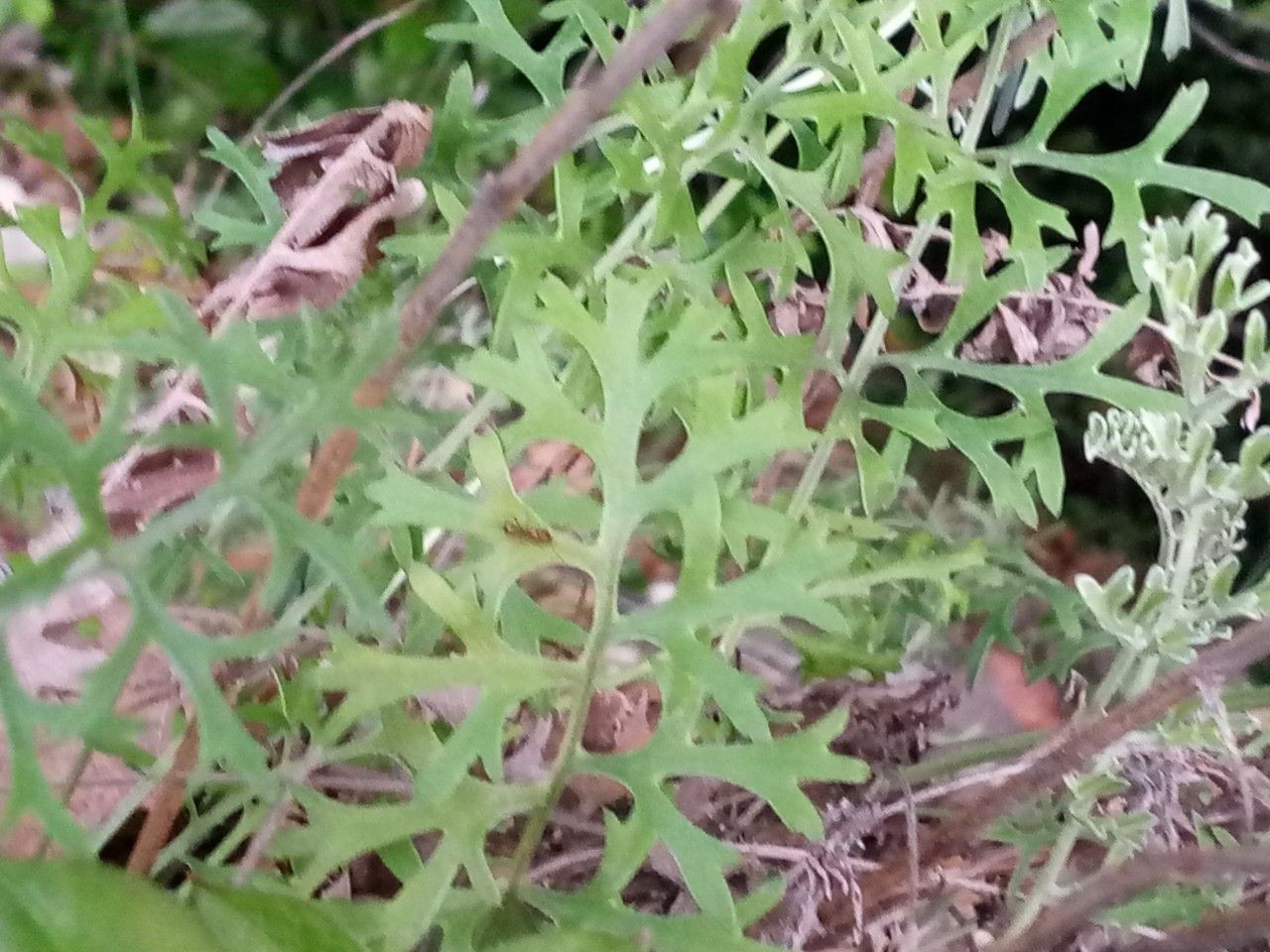 Tanacetum cinerariifolium leaf