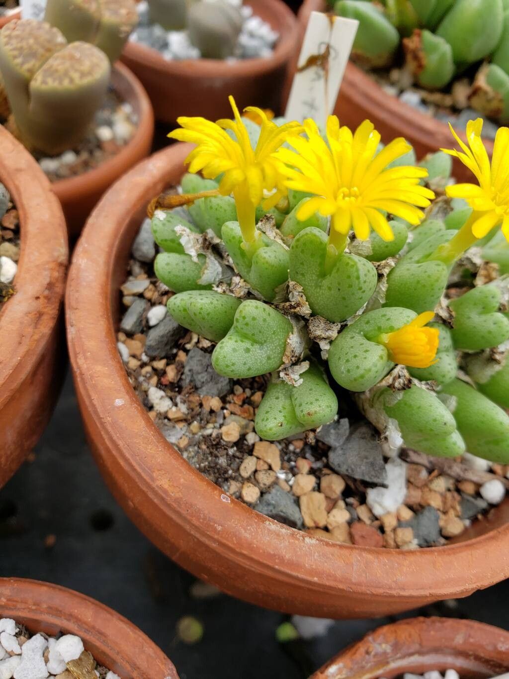 Conophytum tantillum leaf