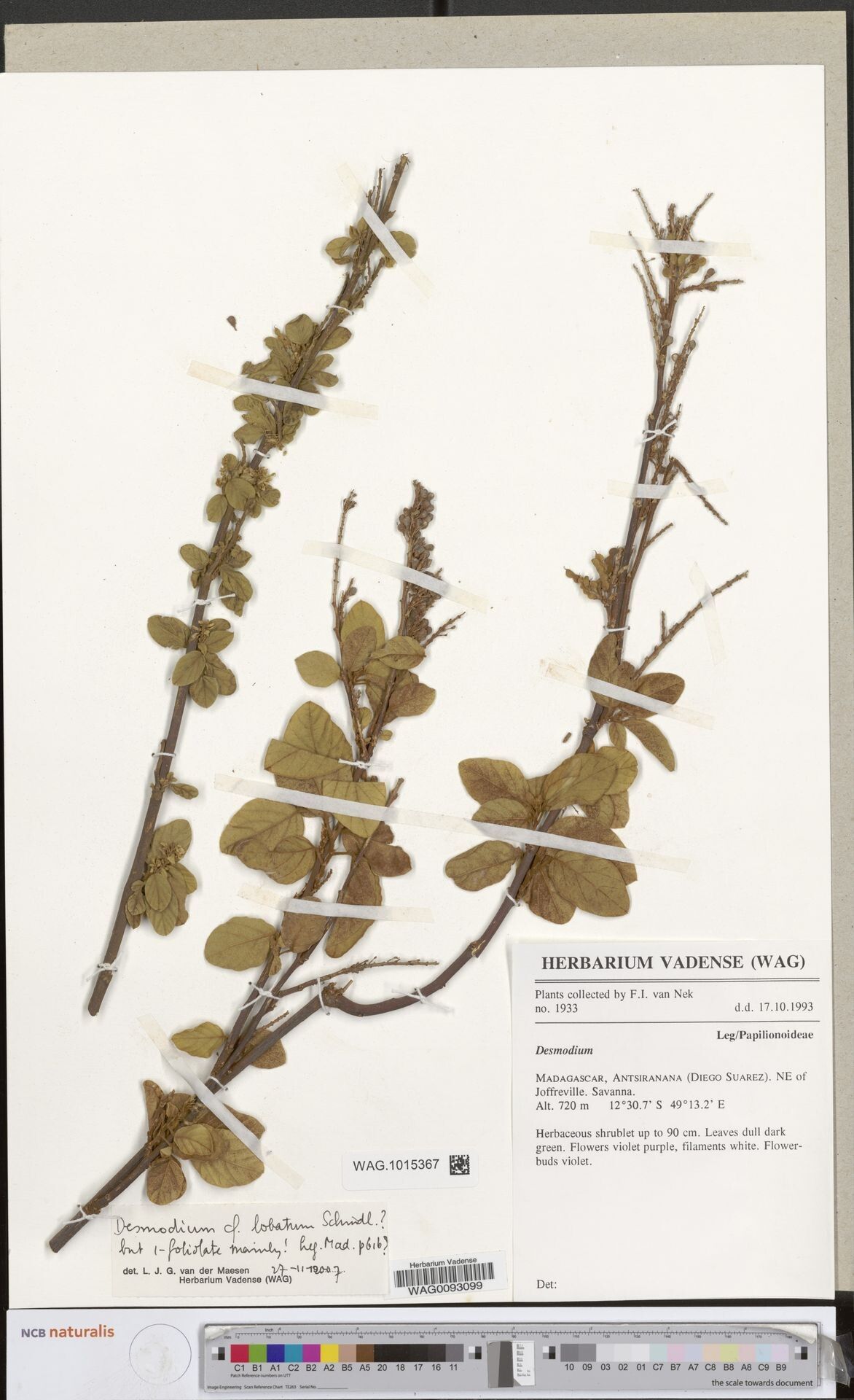 Pleurolobus lobatus — related species from the same genus