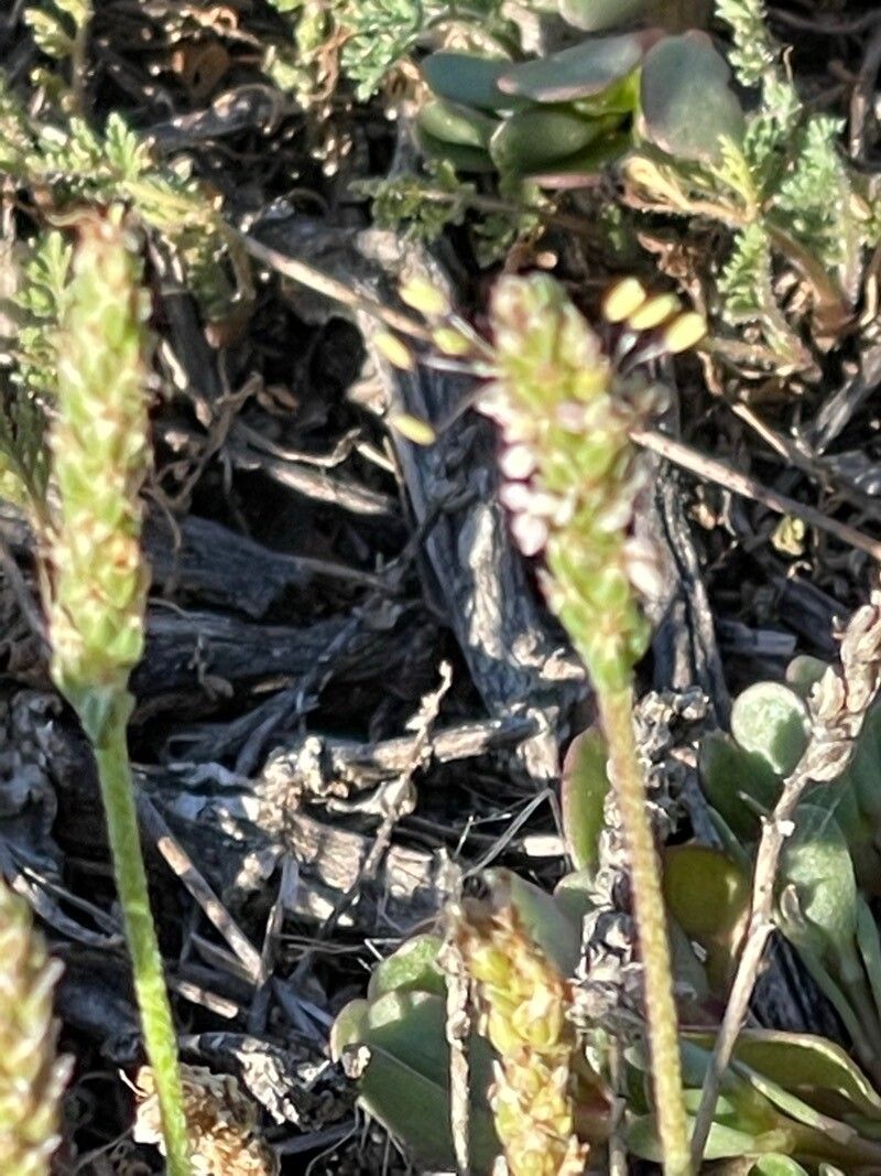Plantago weldenii flower
