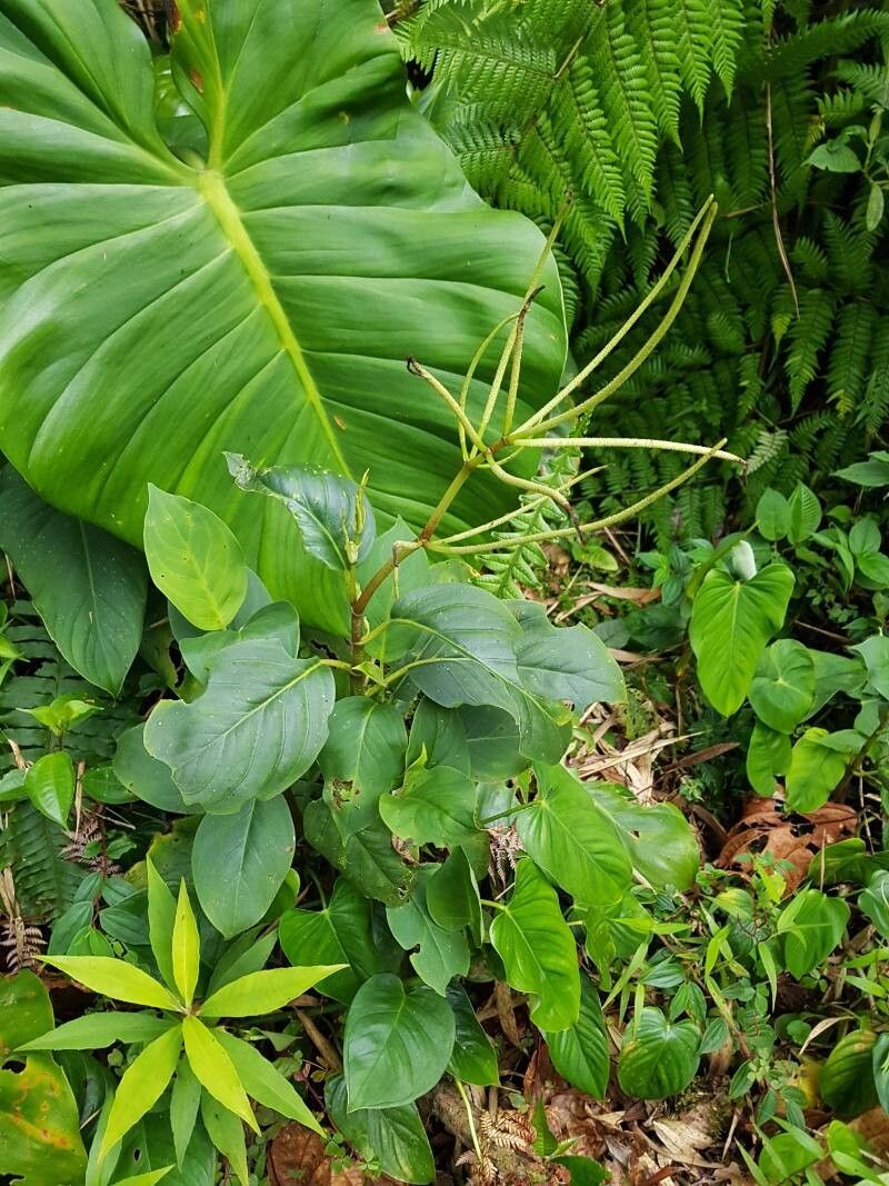 Peperomia striata — houseplant care guide