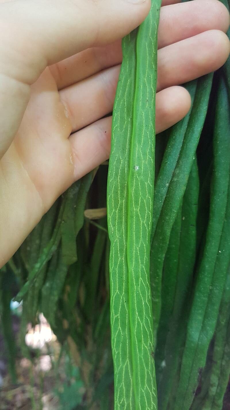 Polytaenium feei leaf