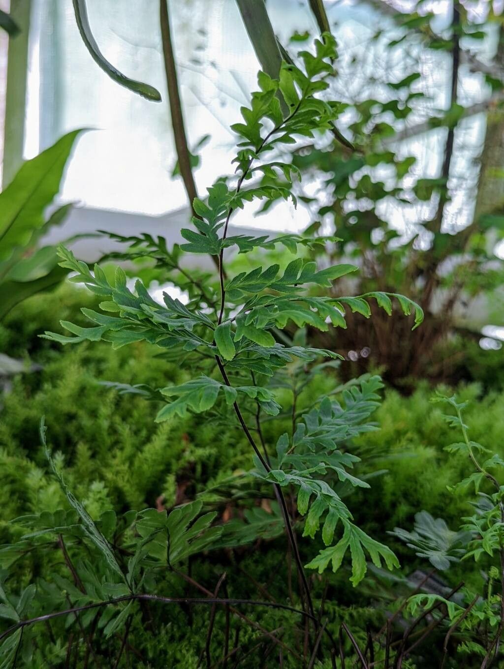 Hemionitis intramarginalis — search result for 'Hemionitis'