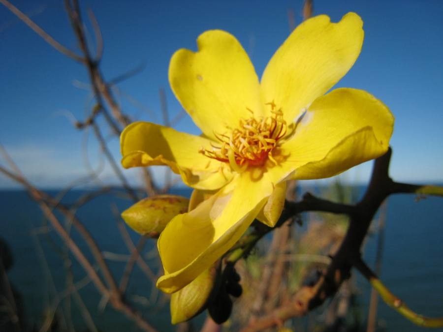 Cochlospermum gillivraei — houseplant care guide