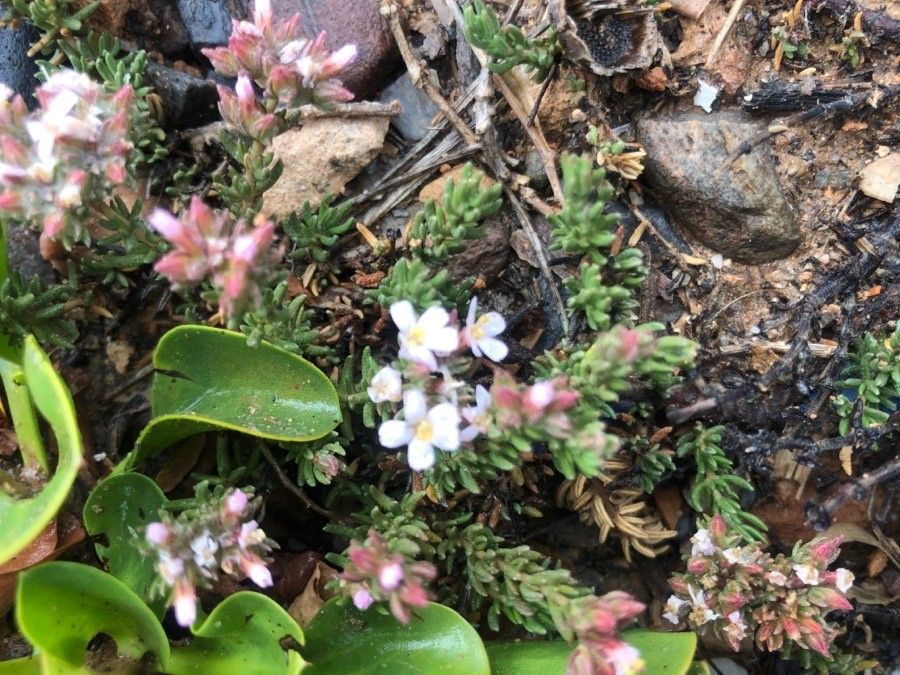 Frankenia laevis flower