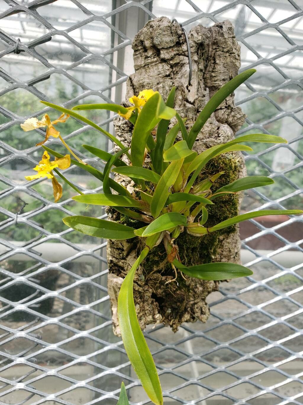 Gomesa longipes habit