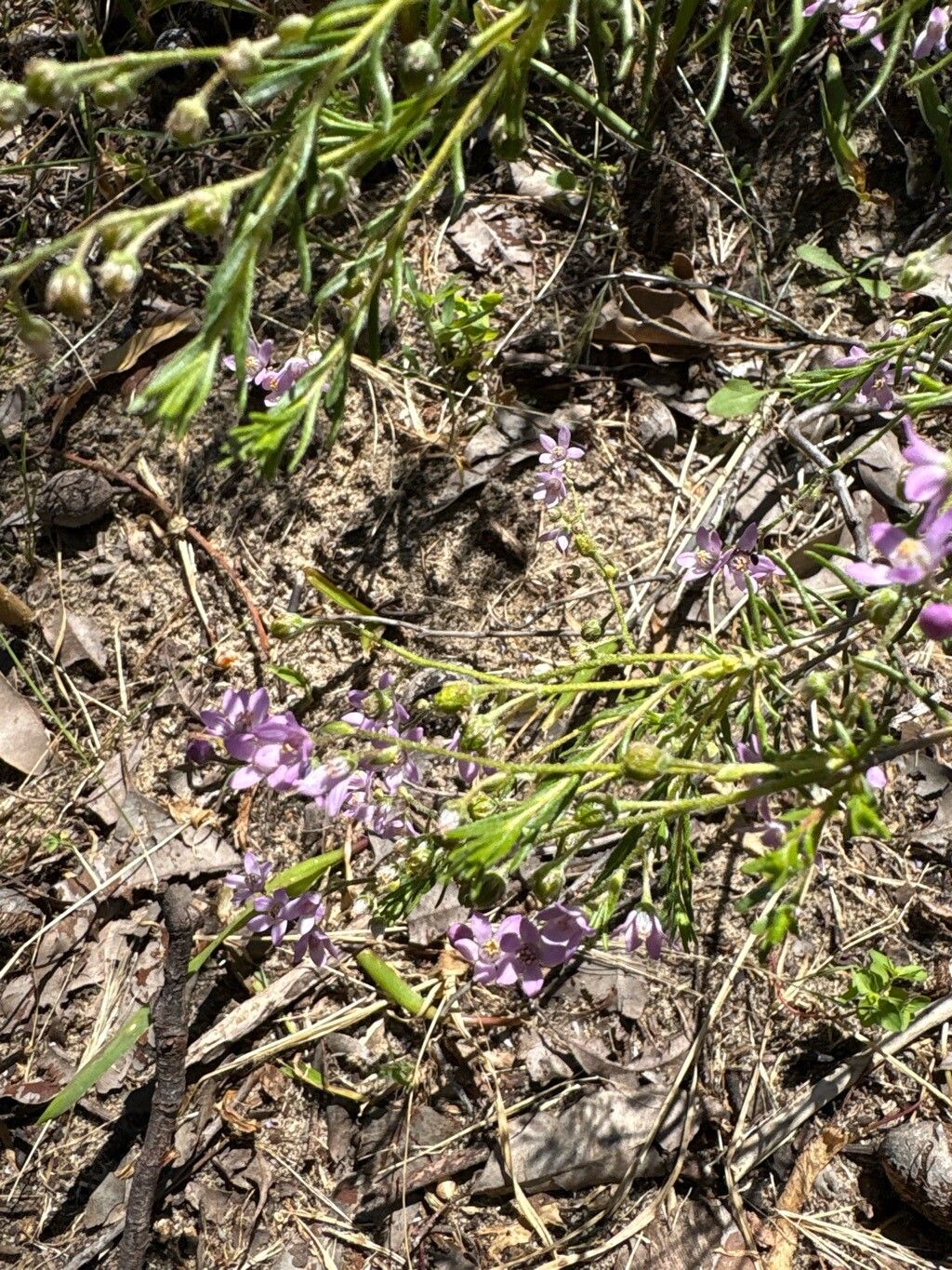 Philotheca spicata — houseplant care guide