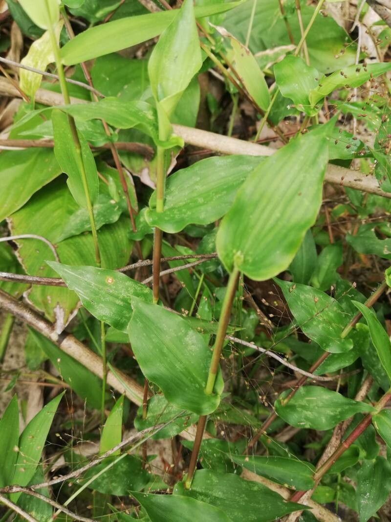 Acroceras gabunense leaf