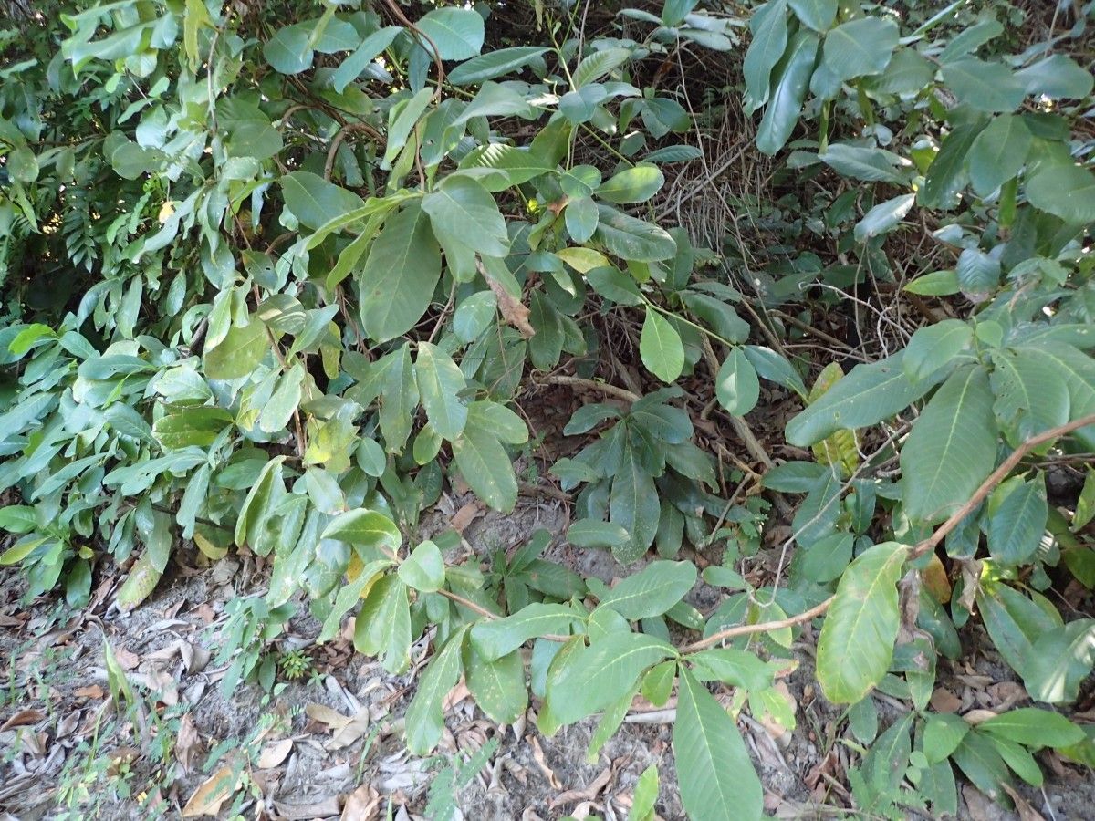 Tetracera alnifolia habit