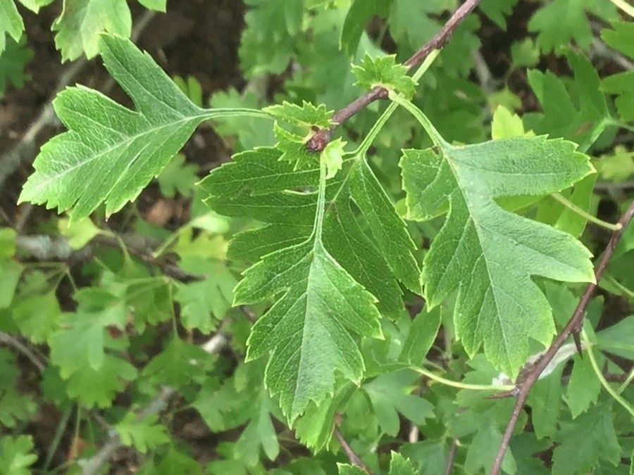 Crataegus atrorubens other