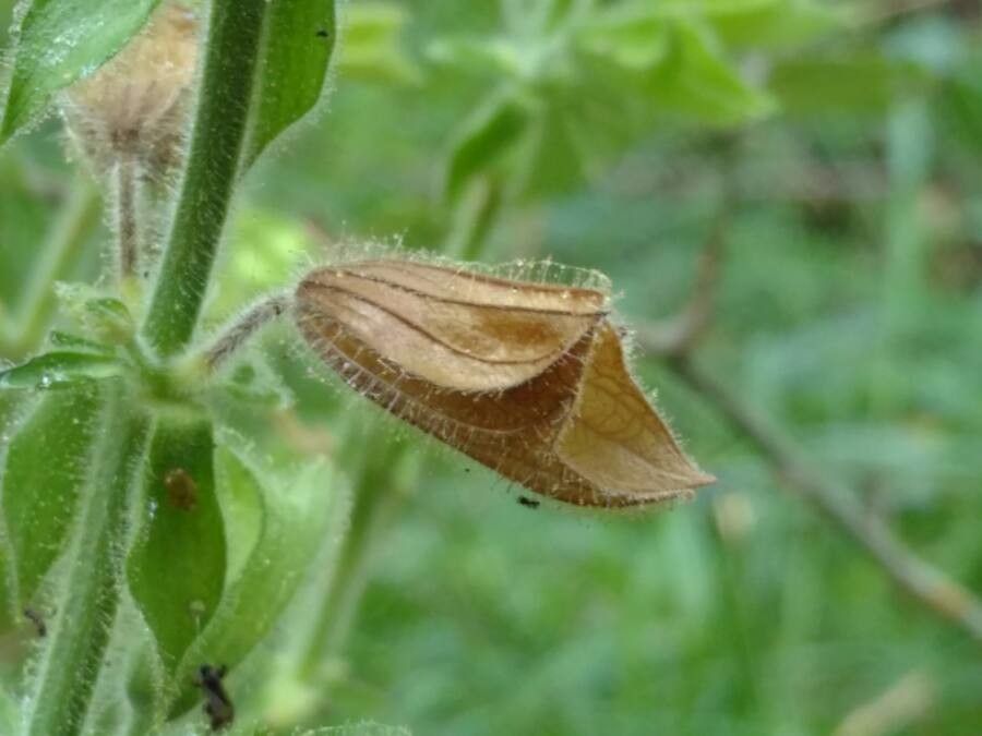 Salvia glutinosa fruit