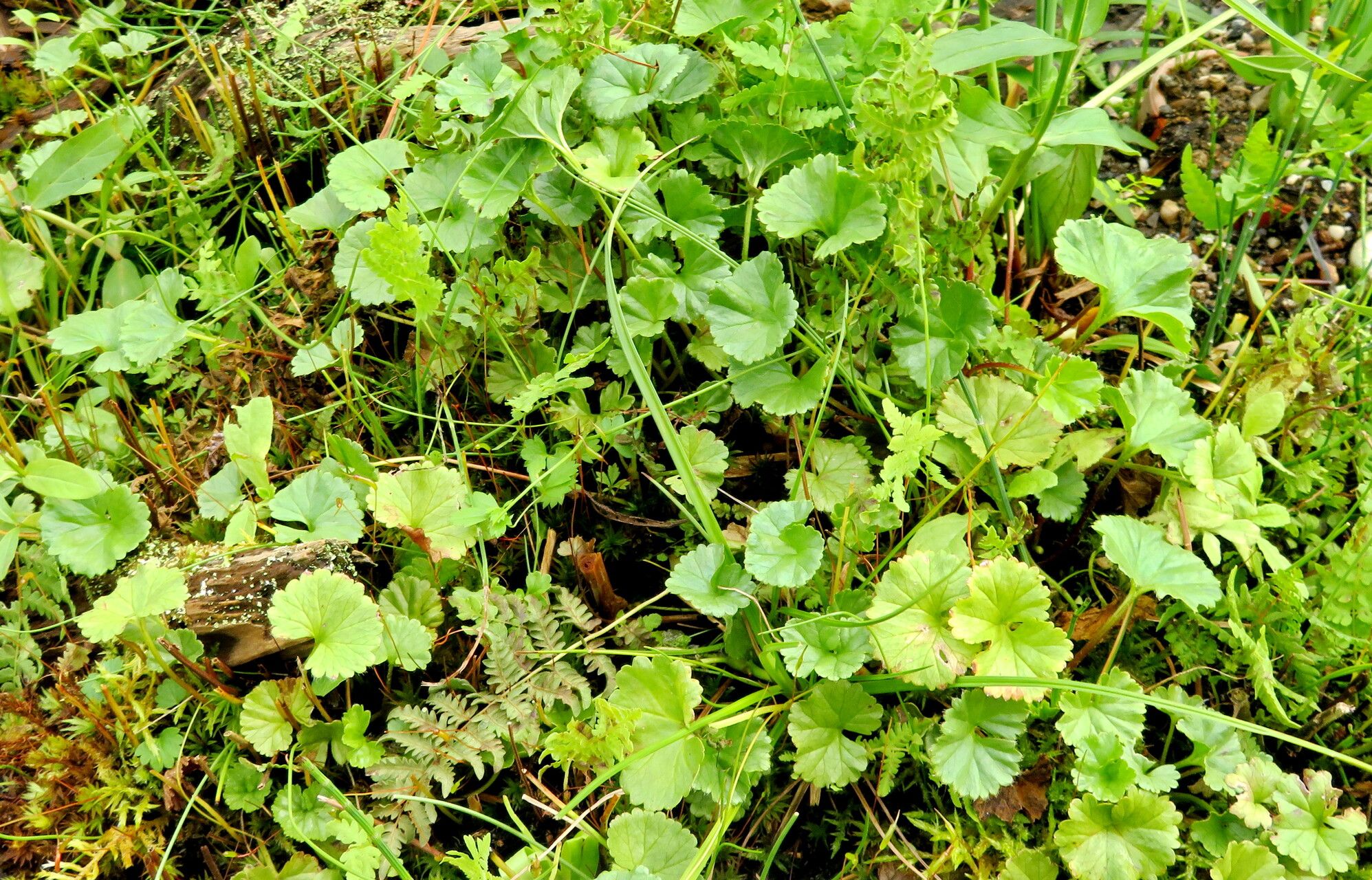 Gunnera hamiltonii habit