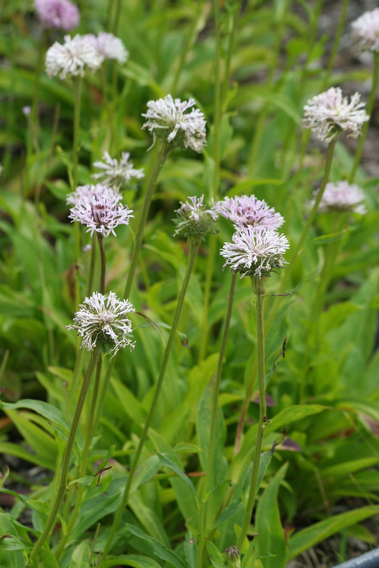 Marshallia grandiflora flower