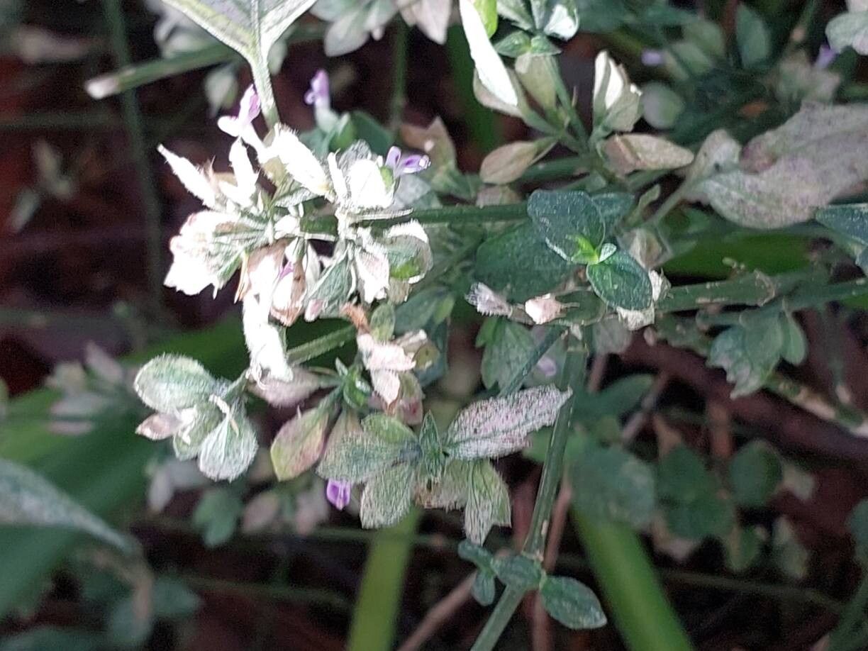 Dicliptera ciliaris leaf