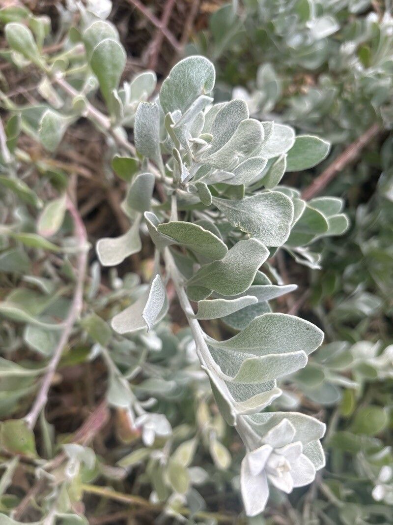 Osteospermum incanum — search result for 'Osteospermum'