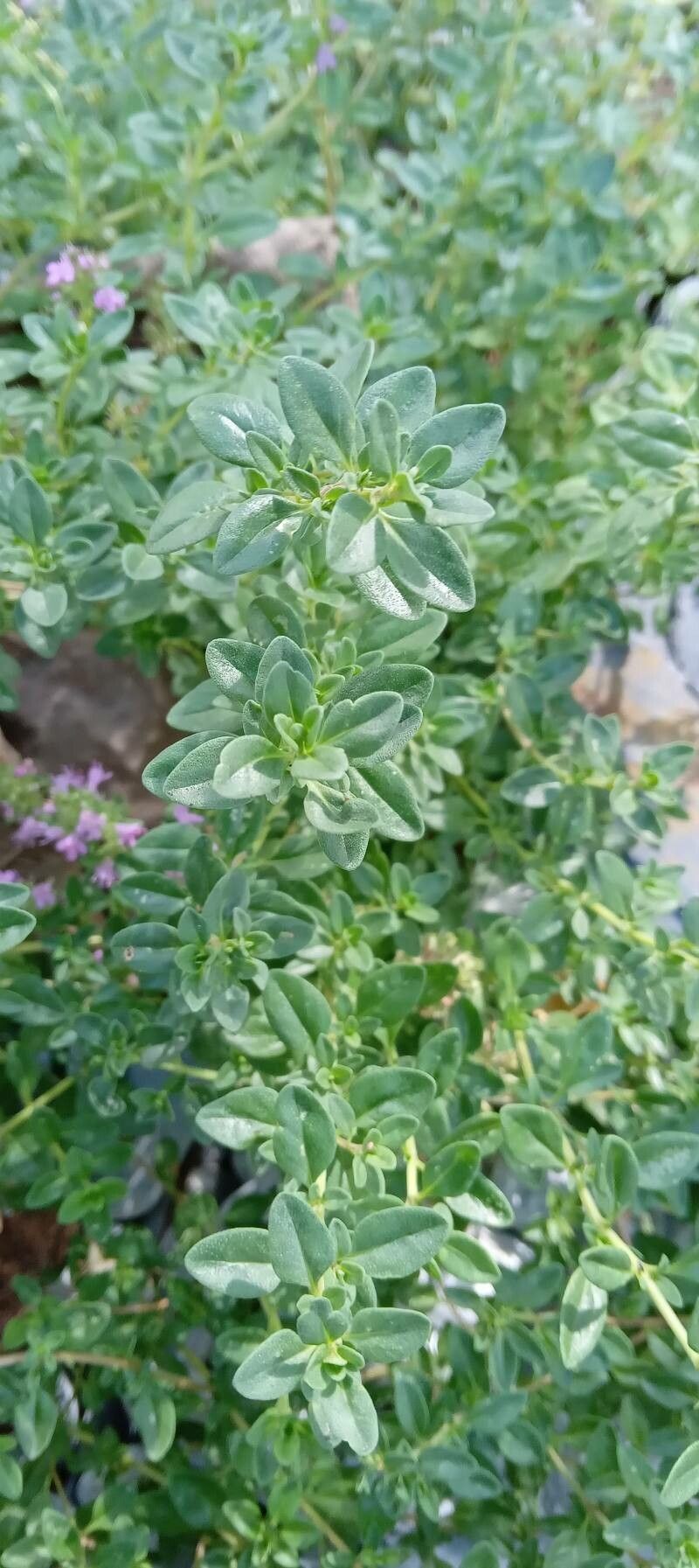 Thymus gobicus — search result for 'Thymus'