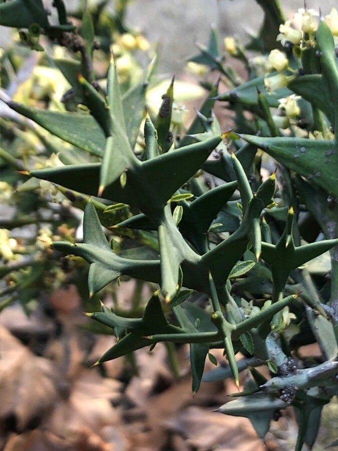 Colletia paradoxa — related species from the same genus
