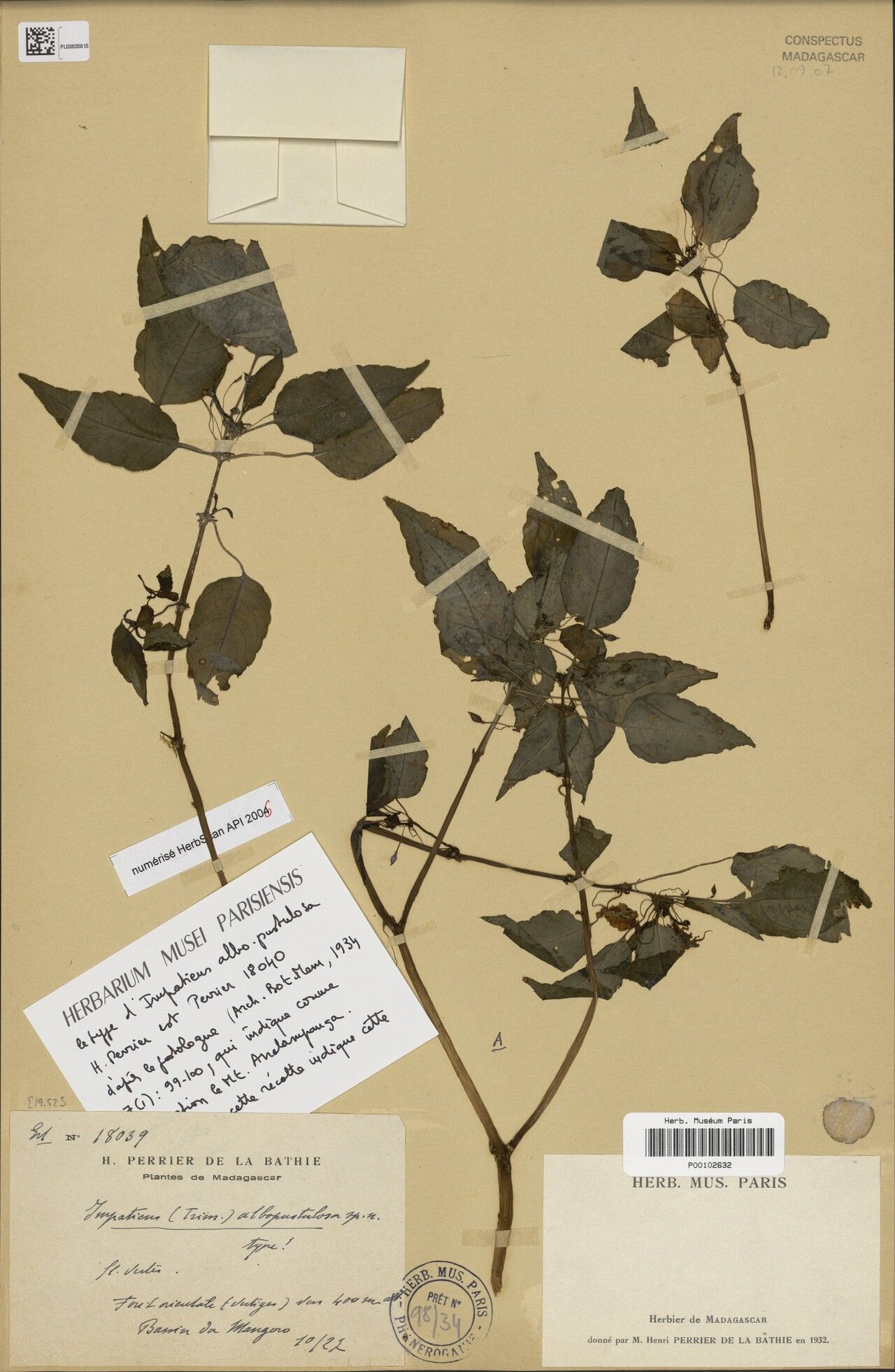 Impatiens albopustulosa