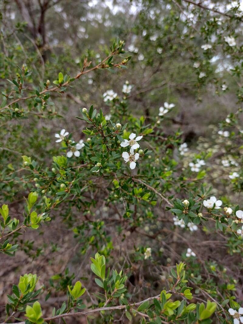 Leptospermum trinervium habit