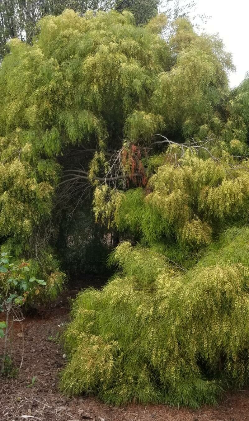 Acacia cognata habit