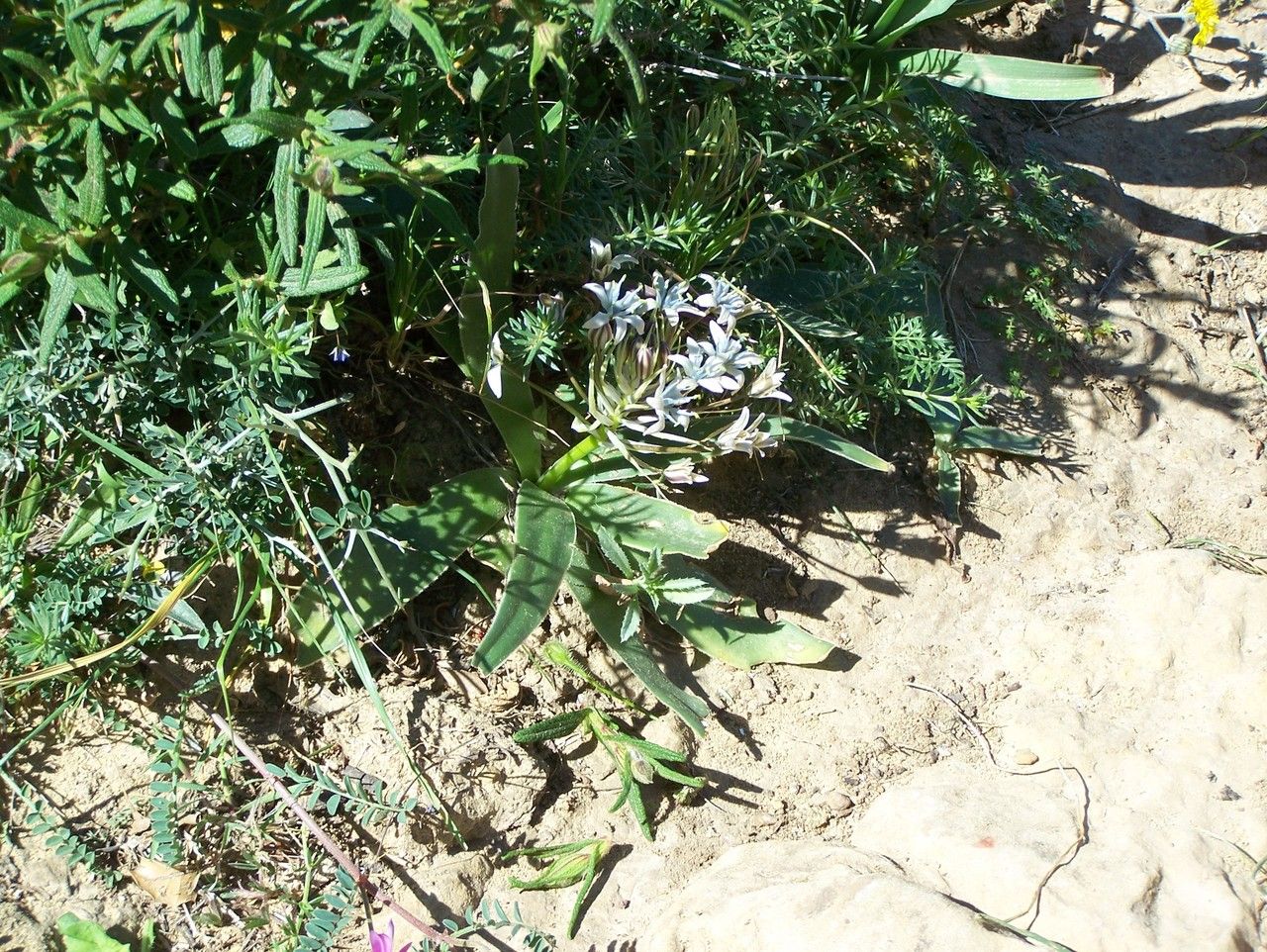 Oncostema elongata habit